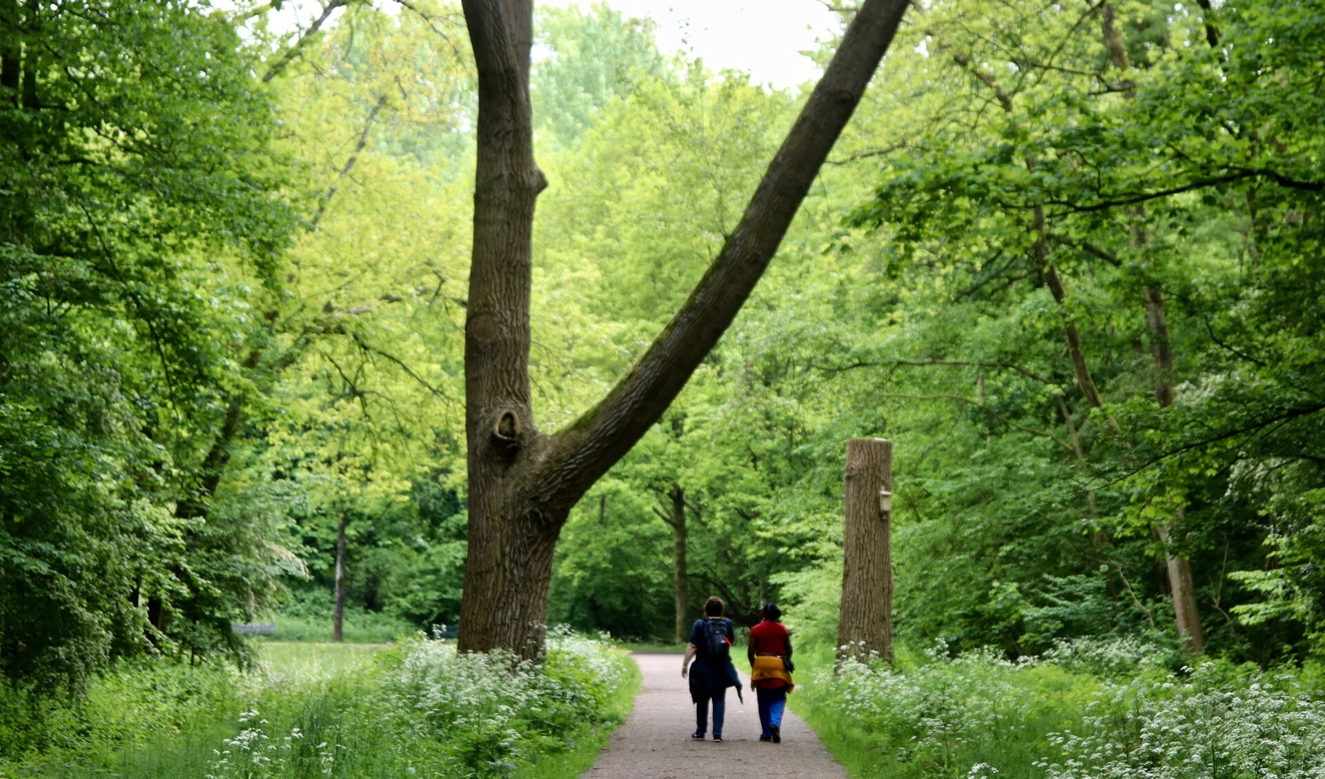 Wandeling in het Vliegenbos op steenworp afstand van trainingslocatie Doelab aan de Kade